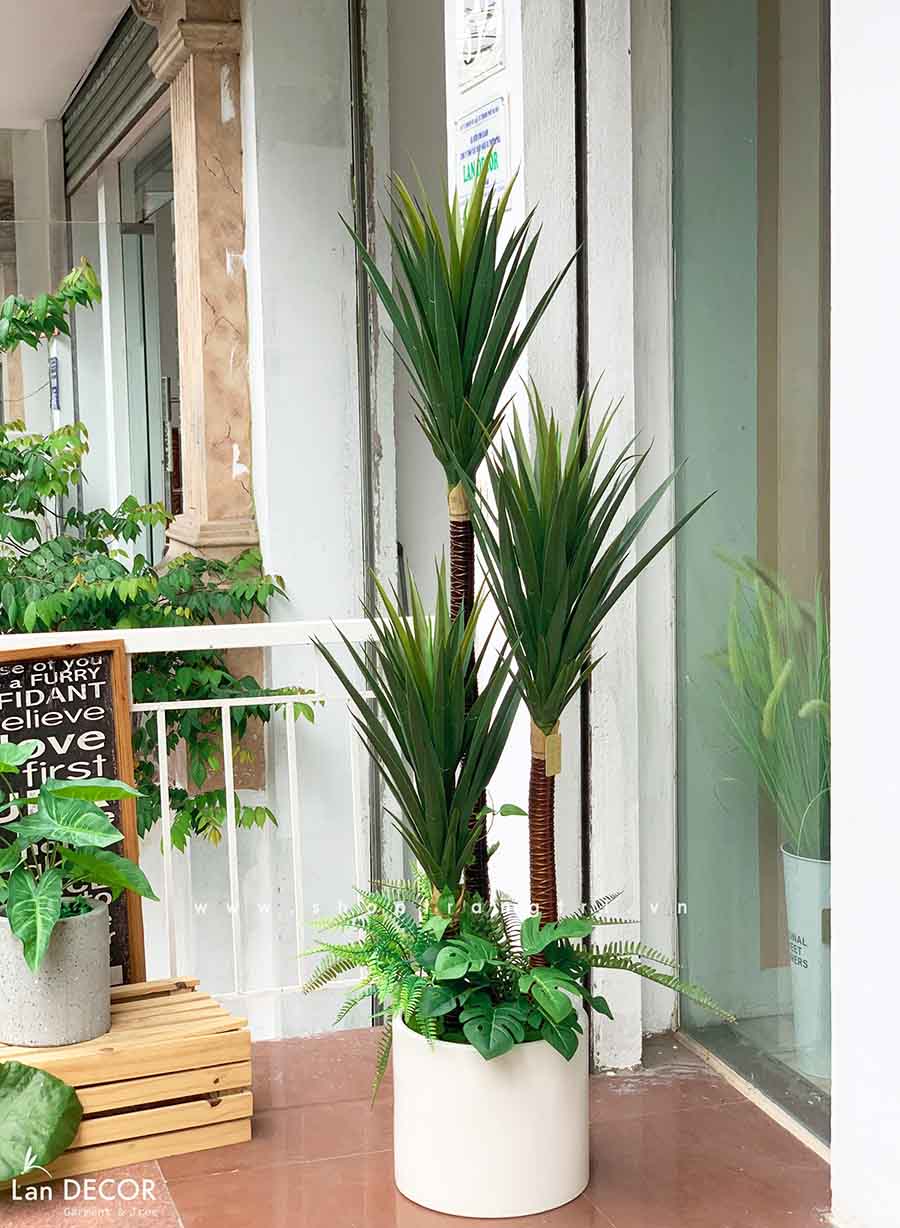 Chậu cây phát tài núi mix tiểu cảnh trang trí nội thất cao 1,5m - LC3005 mix