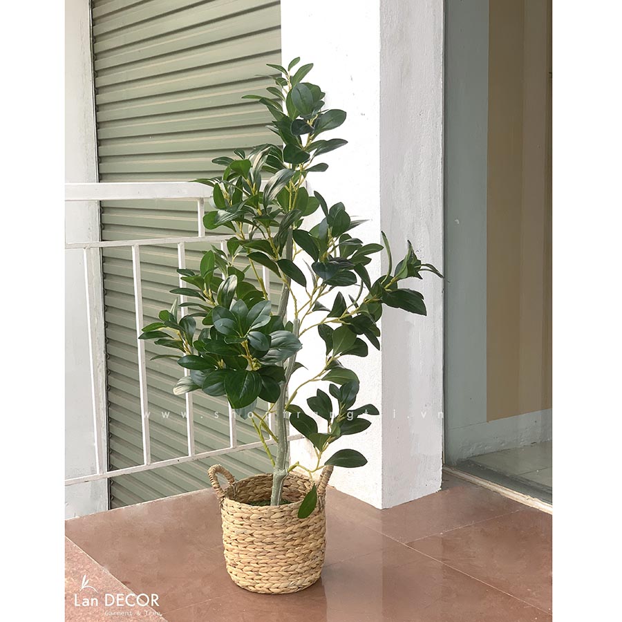 CHẬU CÂY CHANH TRANG TRÍ NHÀ ĐẸP LANDECOR (100cm) - CC412