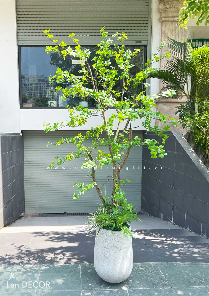 CÂY THẠCH NAM NHẬT BẢN LANDECOR (2M3) - CC665