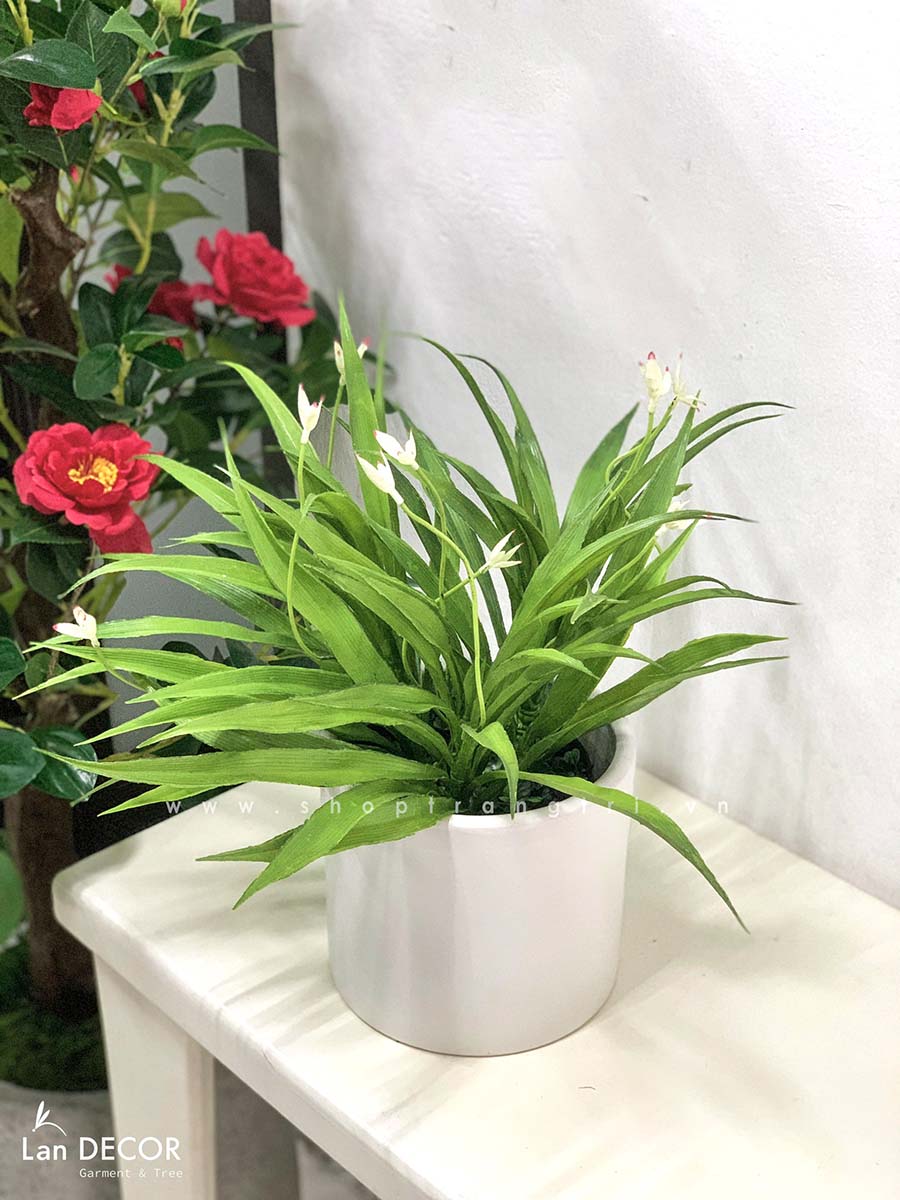 Chậu lan trắng để bàn LanDecor  - CC456