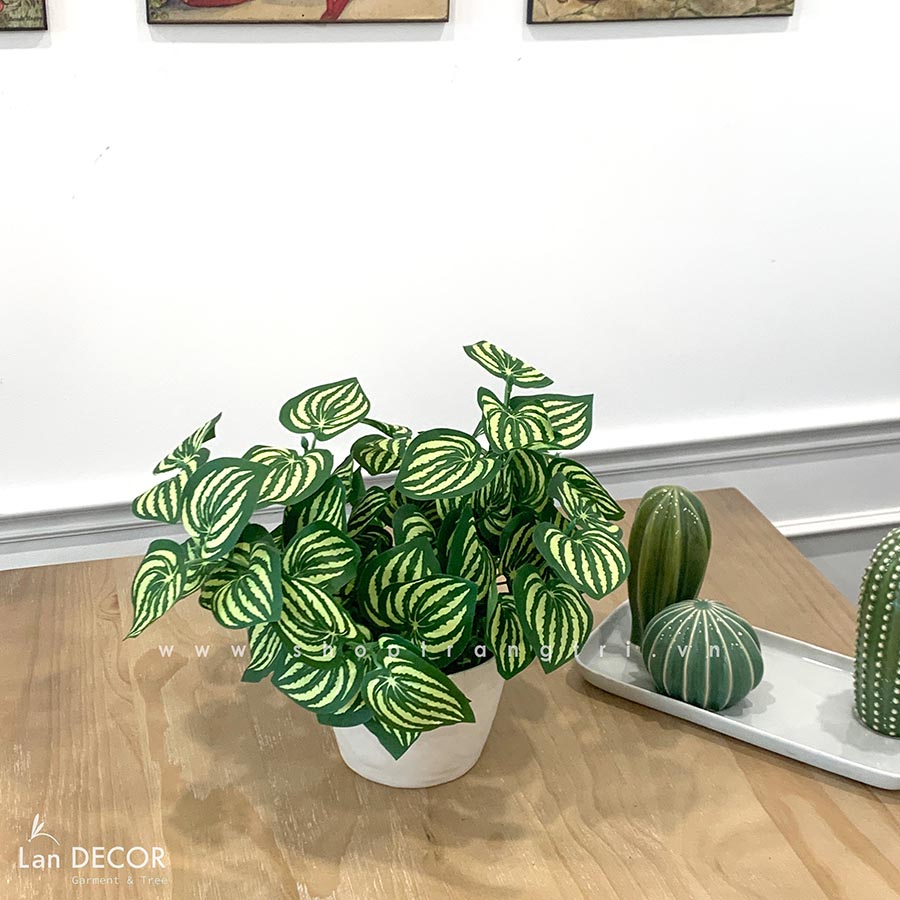 Chậu cây lá sọc dưa hấu để bàn trang trí Lan Decor - CC487