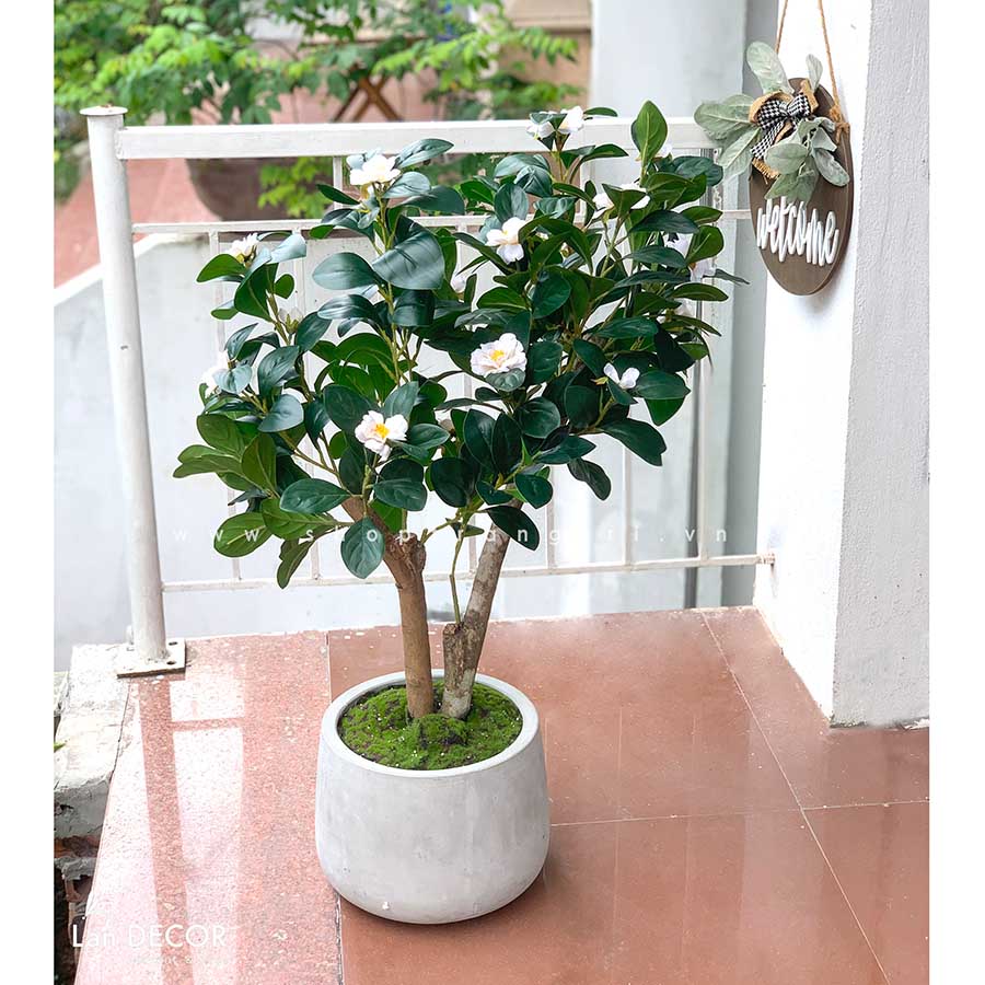 CÂY TRÀ NHẬT TRANG TRÍ NỘI THẤT HIỆN ĐẠI (90cm) - CC477