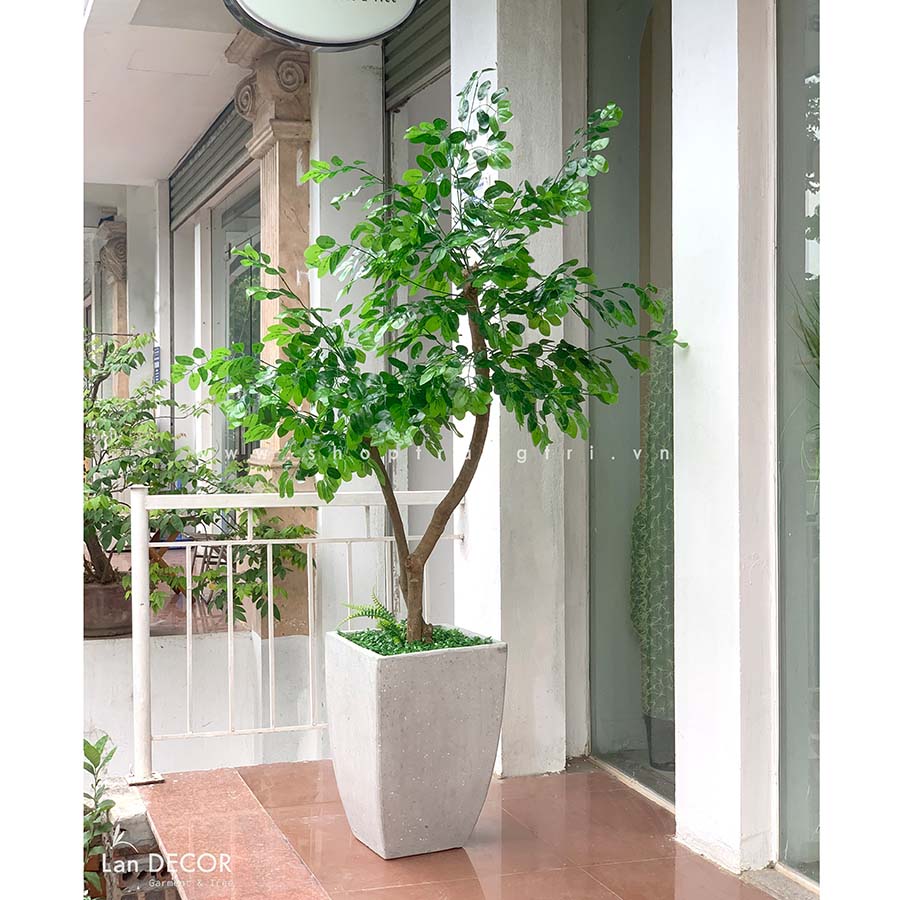 Cây Cẩm Lai trang trí nhà đẹp LanDecor (180cm) - CC479