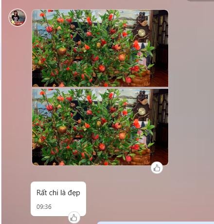 Chậu cây lựu vân đá trang trí không gian sang trong (150cm) - CC223