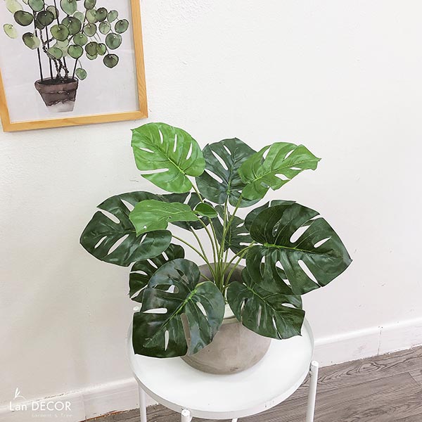 Cây lá rùa để bàn trang trí nhà đẹp (45cm) - LC2026-2