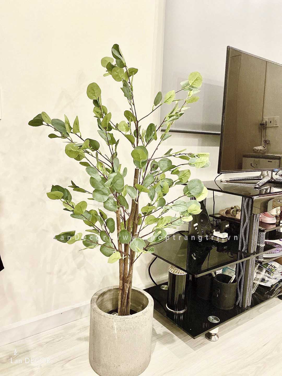 Cây kim tiền lá tròn phong cách Bắc Âu đẹp 120cm - LC3000