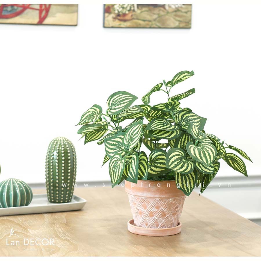 Chậu cây lá sọc dưa hấu để bàn trang trí Lan Decor - CC487