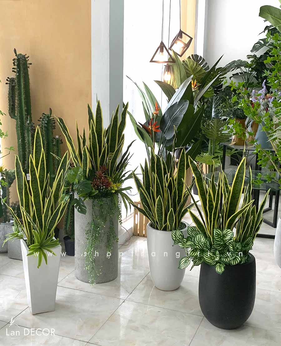 CHẬU CÂY LƯỠI HỔ MIX TRANG TRÍ TIỂU CẢNH (110CM) - CC419