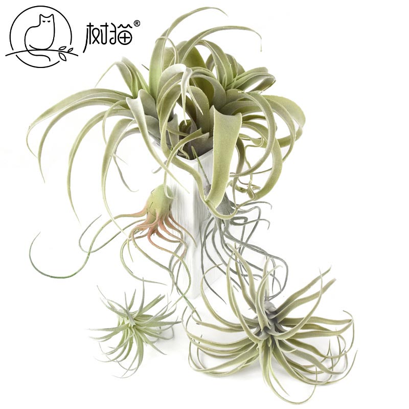 Cành sen  đá decor Trang trí nhà cửa, chậu cây     -   Sen đá 145