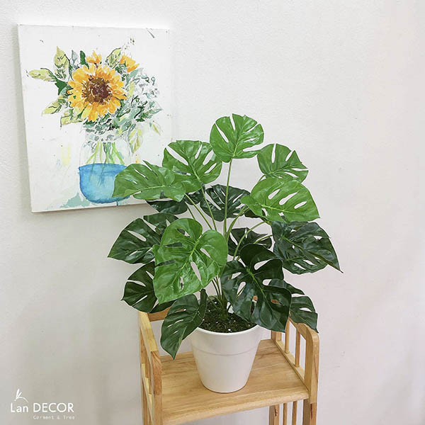 CHẬU CÂY LÁ RÙA TRANG TRÍ KHÔNG GIAN XANH (60cm) - LC2063-6