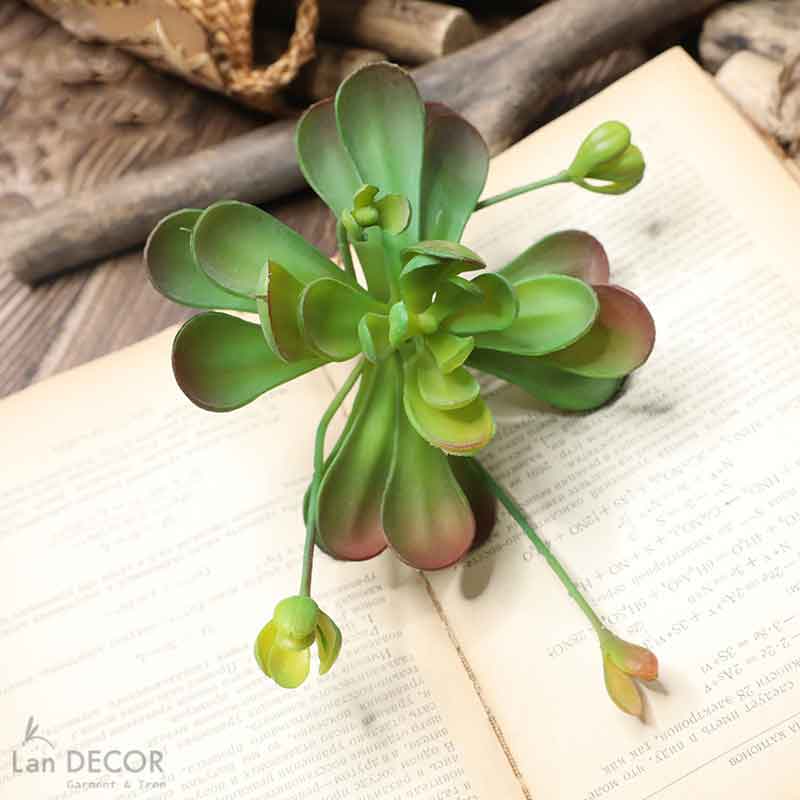 Sen đá  decor trang trí nhà cửa , chậu cây  -   Sen đá 45