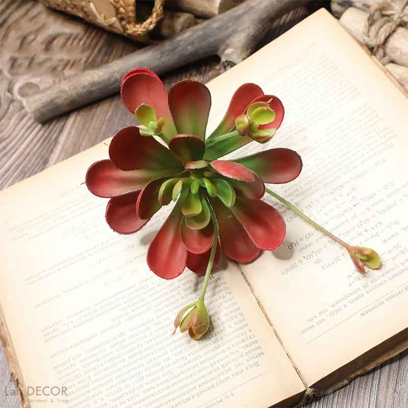 Sen đá  decor trang trí nhà cửa , chậu cây  -   Sen đá 45