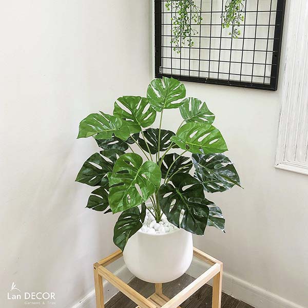 CHẬU CÂY LÁ RÙA TRANG TRÍ KHÔNG GIAN XANH (60cm) - LC2063-6