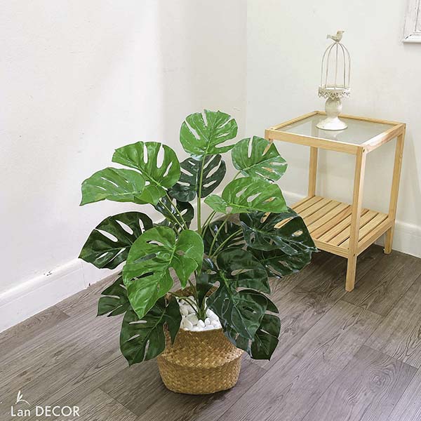 CHẬU CÂY LÁ RÙA TRANG TRÍ KHÔNG GIAN XANH (60cm) - LC2063-6