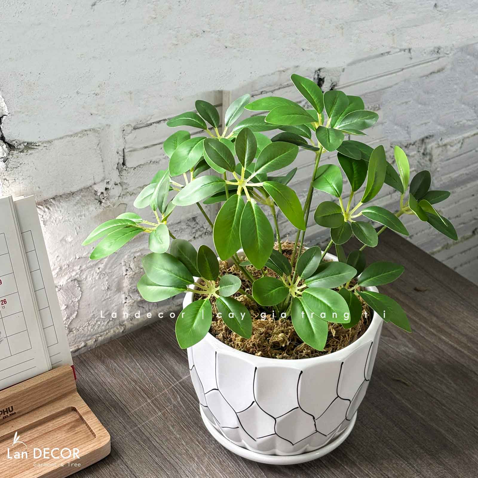 Cây Giả Để Bàn- Chậu Cây Ngũ Da Bì Giả Trang Trí Bàn Làm Việc Xanh (40cm)- CC1474