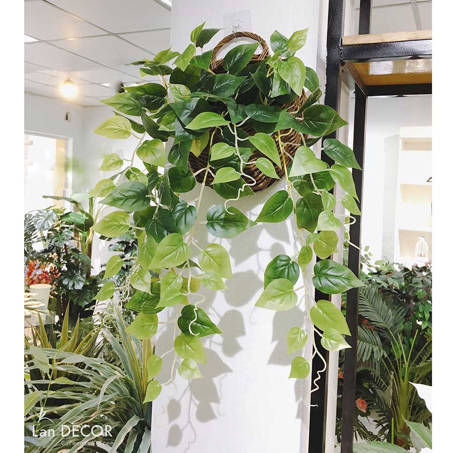 Giỏ cây Vạn Niên Thanh treo tường trang trí LanDecor (75cm) - CC427