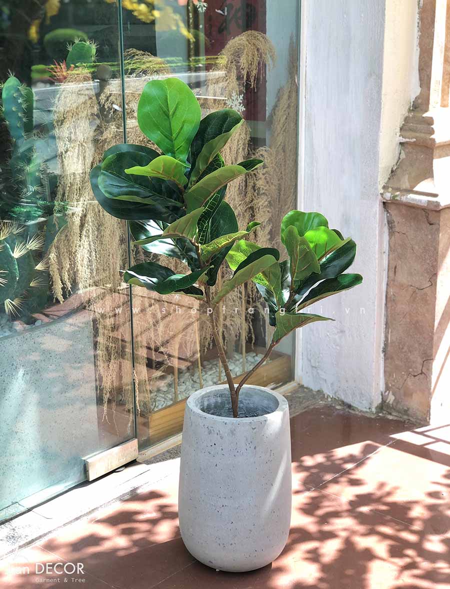 Cây bàng singapore đẹp phong cách hiện đại (75cm) - LC2923
