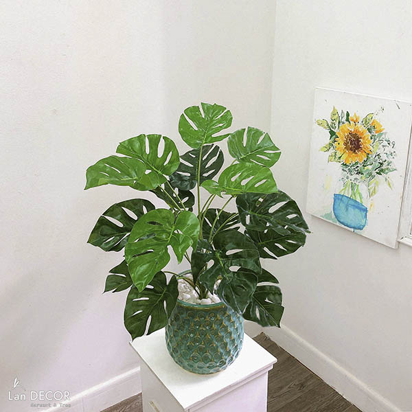 CHẬU CÂY LÁ RÙA TRANG TRÍ KHÔNG GIAN XANH (60cm) - LC2063-6