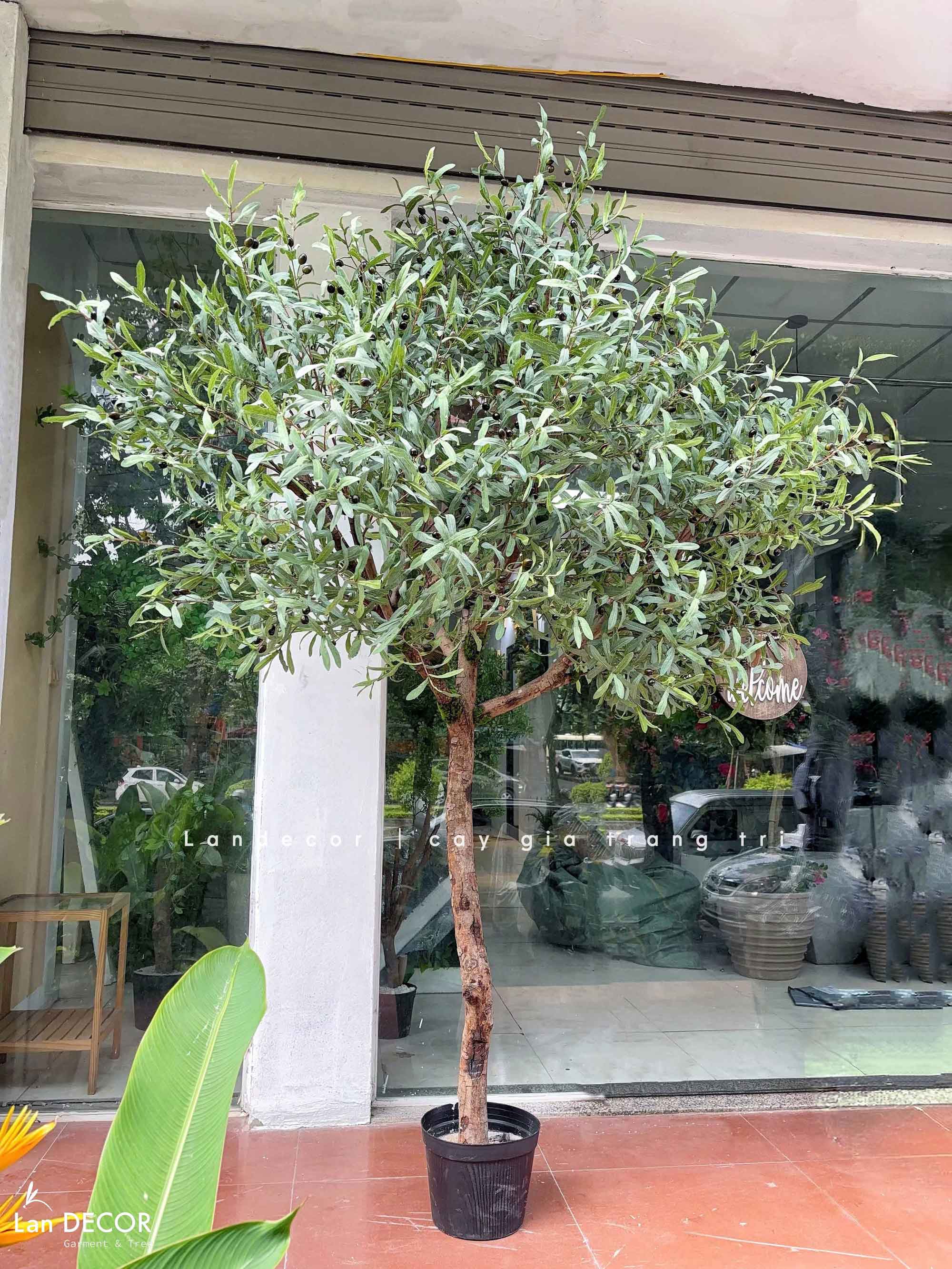 Cây Oliu Giả Trang Trí- Cây Olive Giả Lá Bạc Trang Trí Tiểu Cảnh Văn Phòng- CC1422