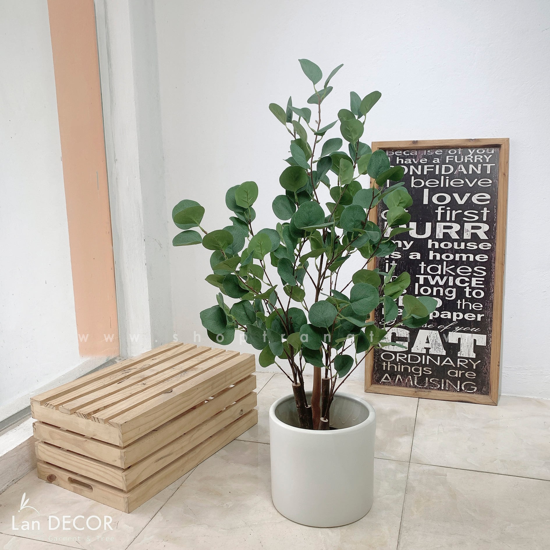 Cây kim tiền lá tròn (90cm) - LC3063