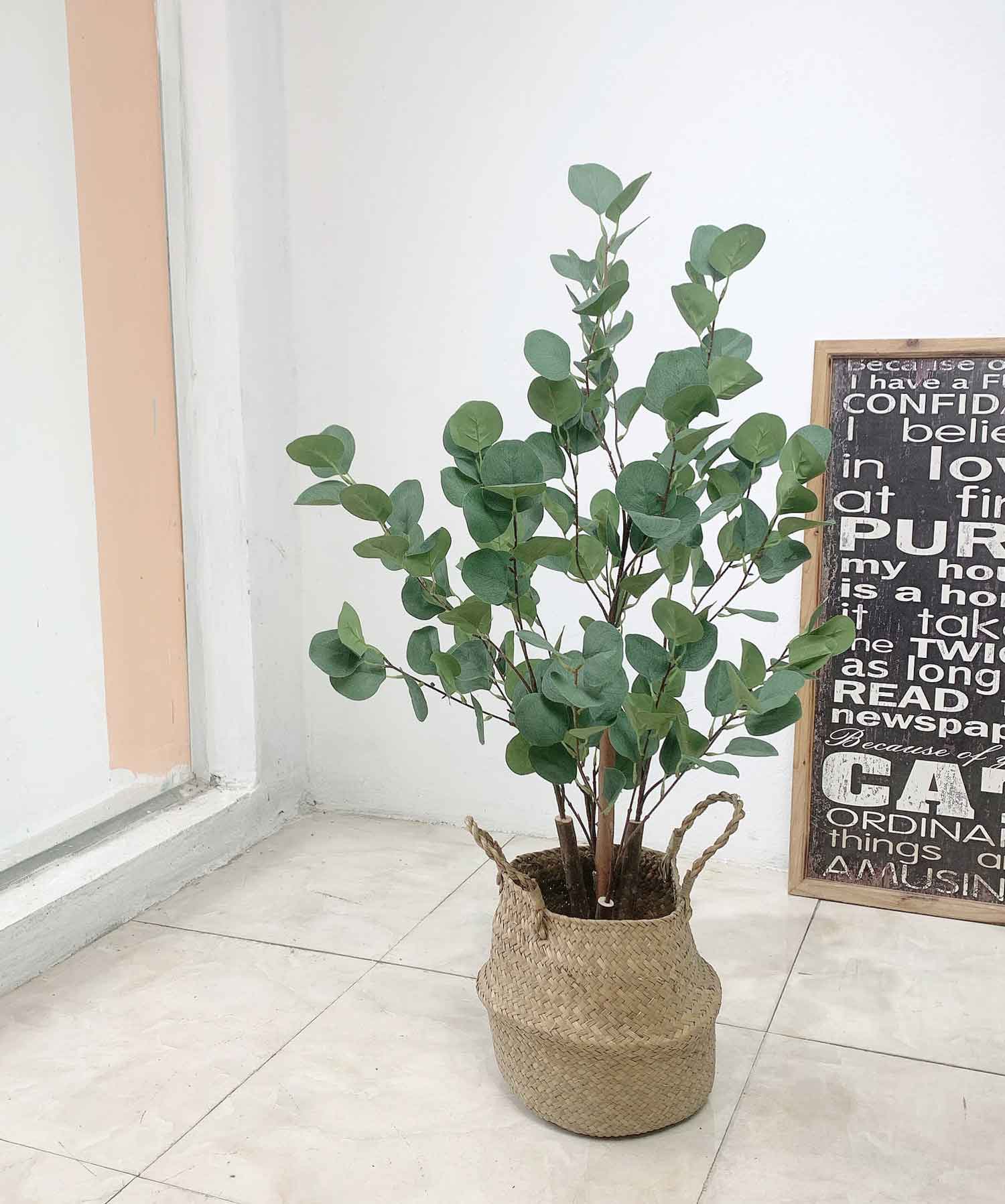 Cây kim tiền lá tròn (90cm) - LC3063