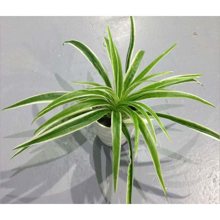 Cành Lá Giả Decor, Cành Tóc Tiên Trang Trí Nội Thất Độc Đáo (25cm) - HC553