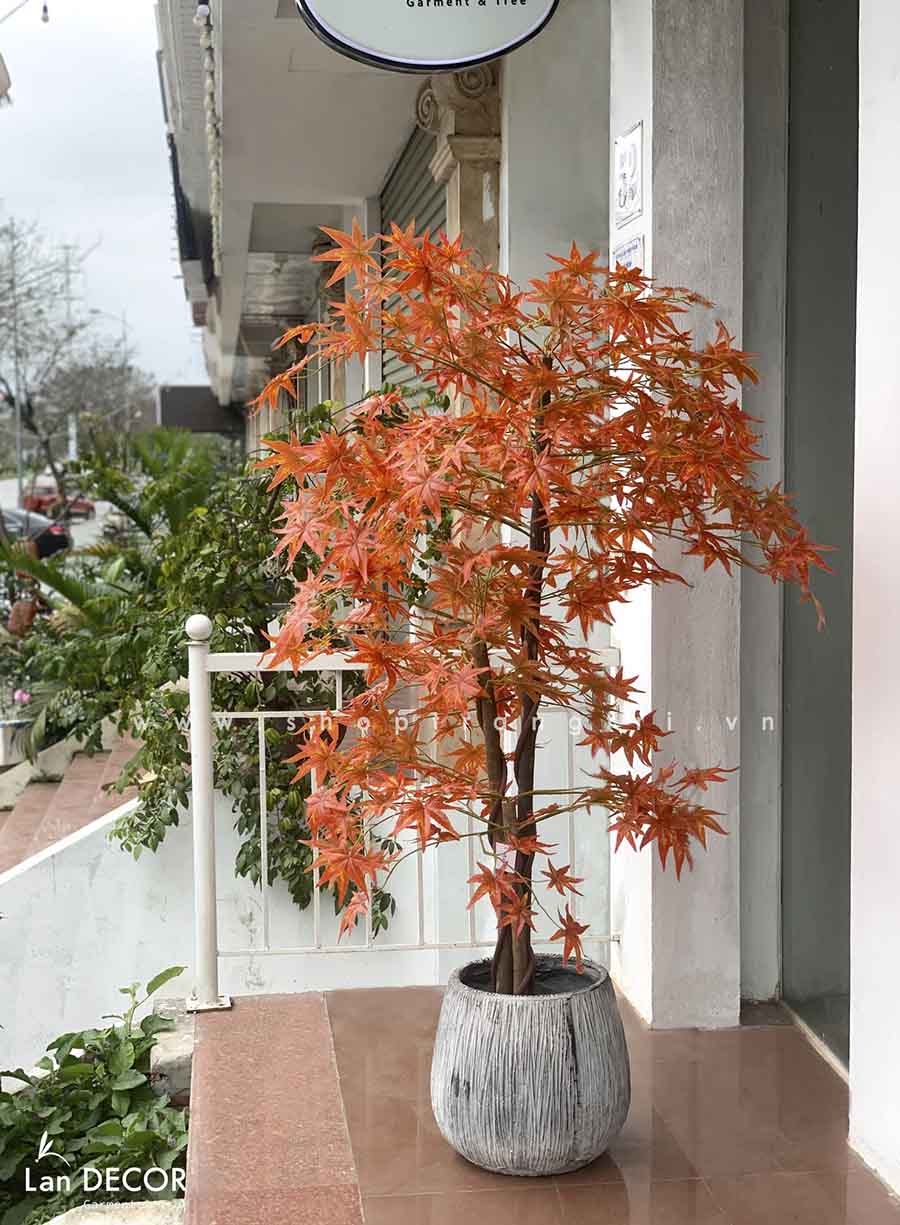 Cây phong lá đỏ trang trí nội thất đẹp (165cm)- LC2787