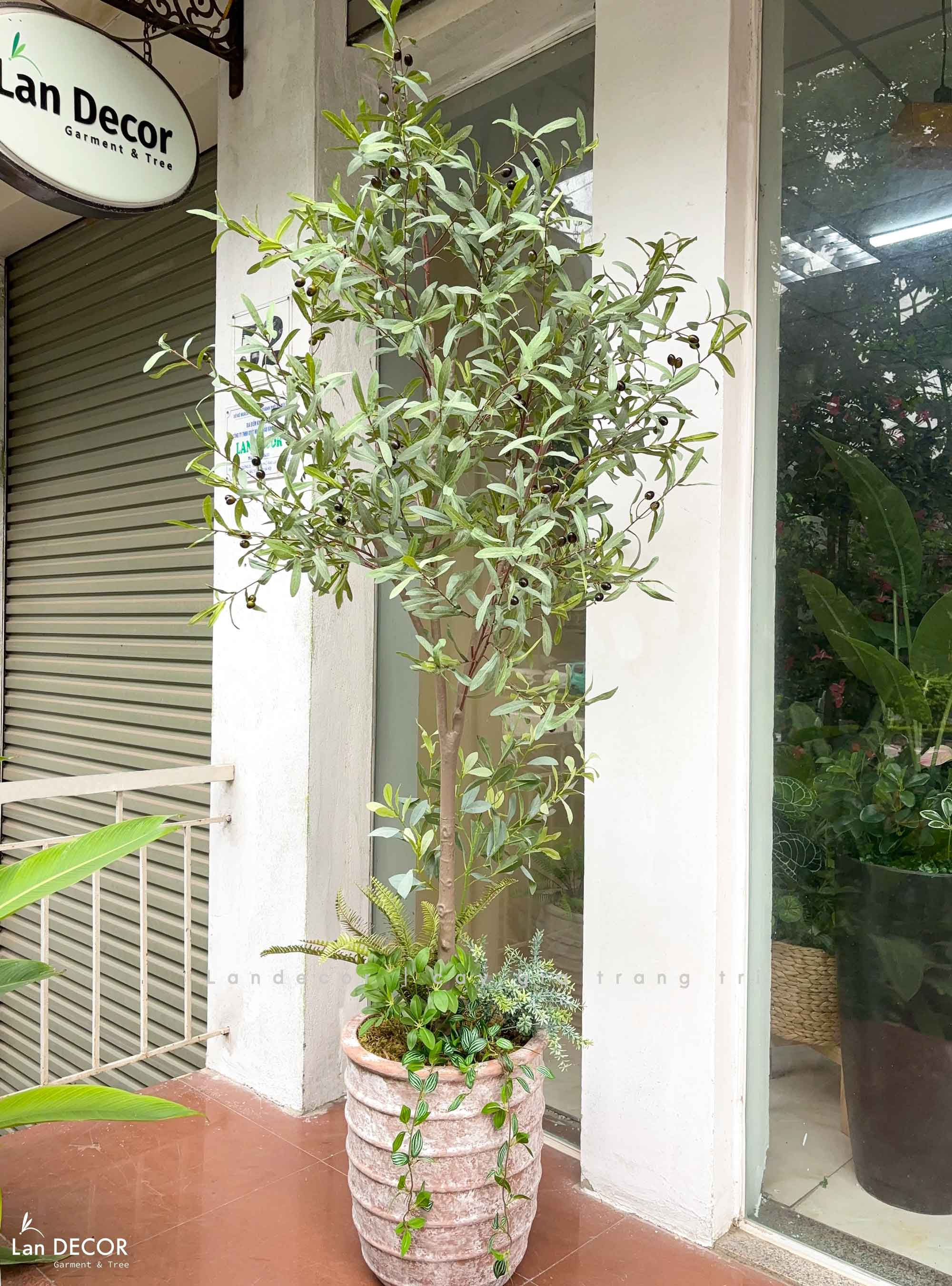 Cây Giả Thiết Kế - Cây Oliu Lá Bạc Giả Trang Trí Tiểu Cảnh - CC1434