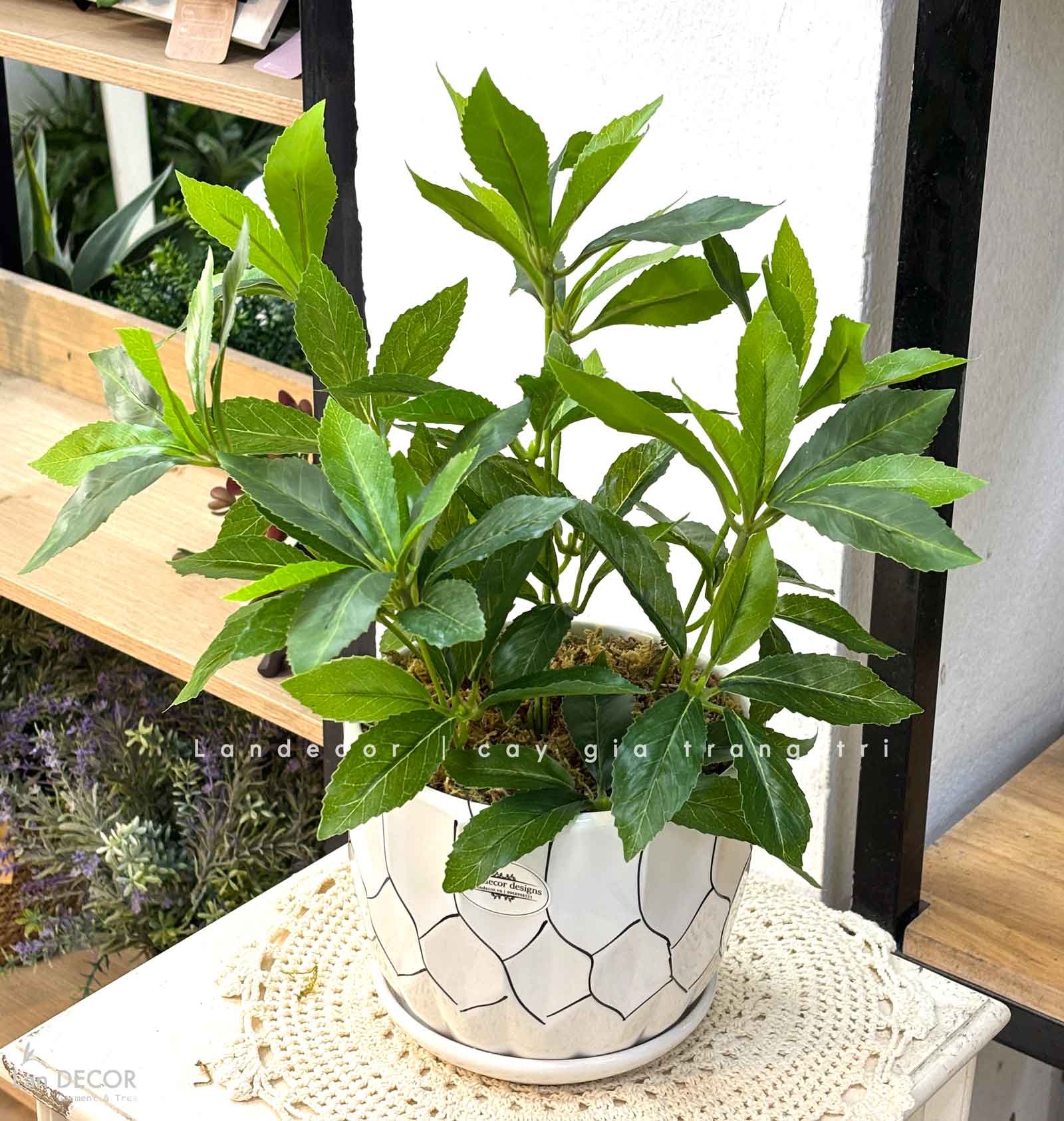 Cây Giả Để Bàn - Cây Kim Ngân Lượng Giả Trang Trí Để Bàn Thu Hút (45cm) - CC1501