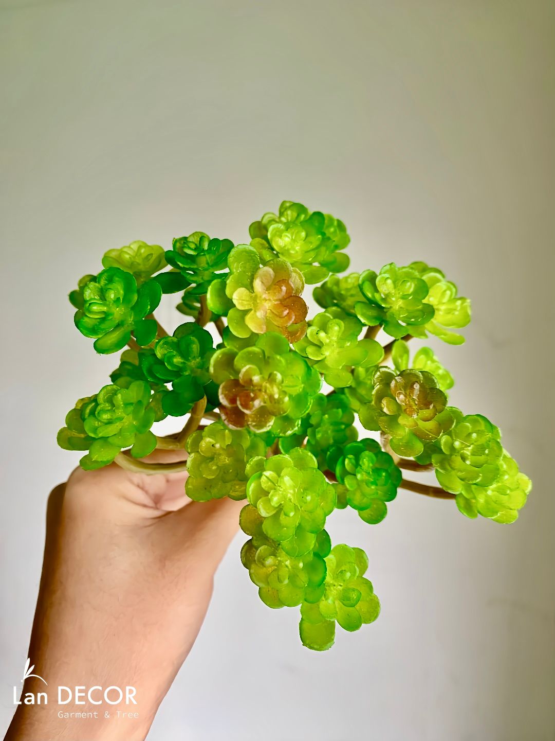 Sen đá  decor trang trí nhà cửa , chậu cây  -   Sen đá 35