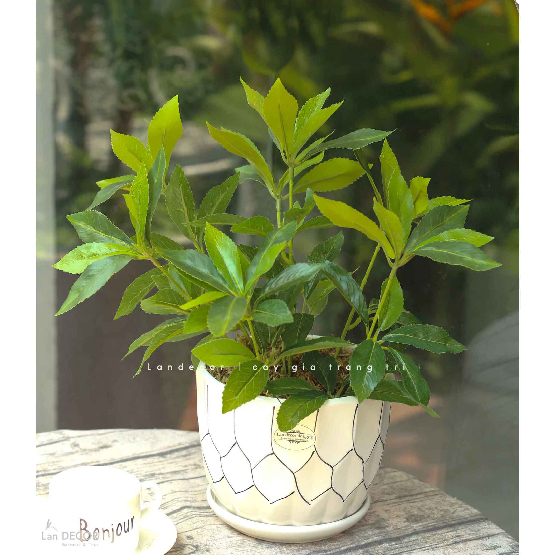 Cây Giả Để Bàn - Cây Kim Ngân Lượng Giả Trang Trí Để Bàn Thu Hút (45cm) - CC1501