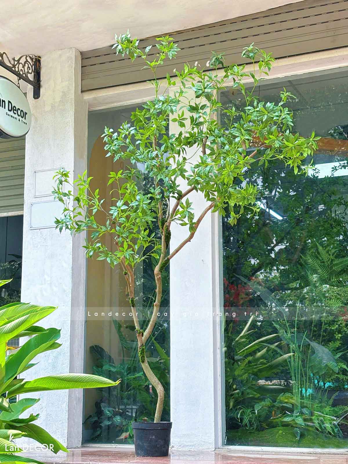 Cây Giả Tiểu Cảnh - Cây Linh Sơn Giả Trang Trí Tiểu Cảnh Xanh - CC1157