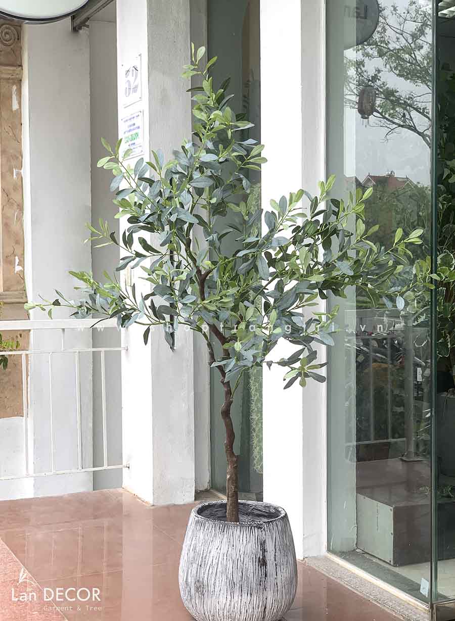 CHẬU CÂY CÀ PHÊ PHONG CÁCH BẮC ÂU TRANG TRÍ (170cm) - CC417