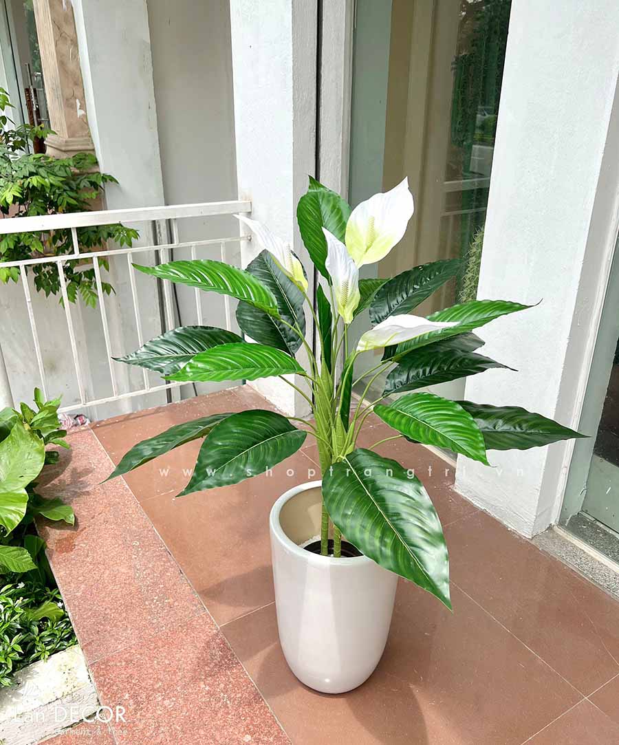 Cây Lan Ý trắng trang trí nhà sang trọng (90cm) - LC2931