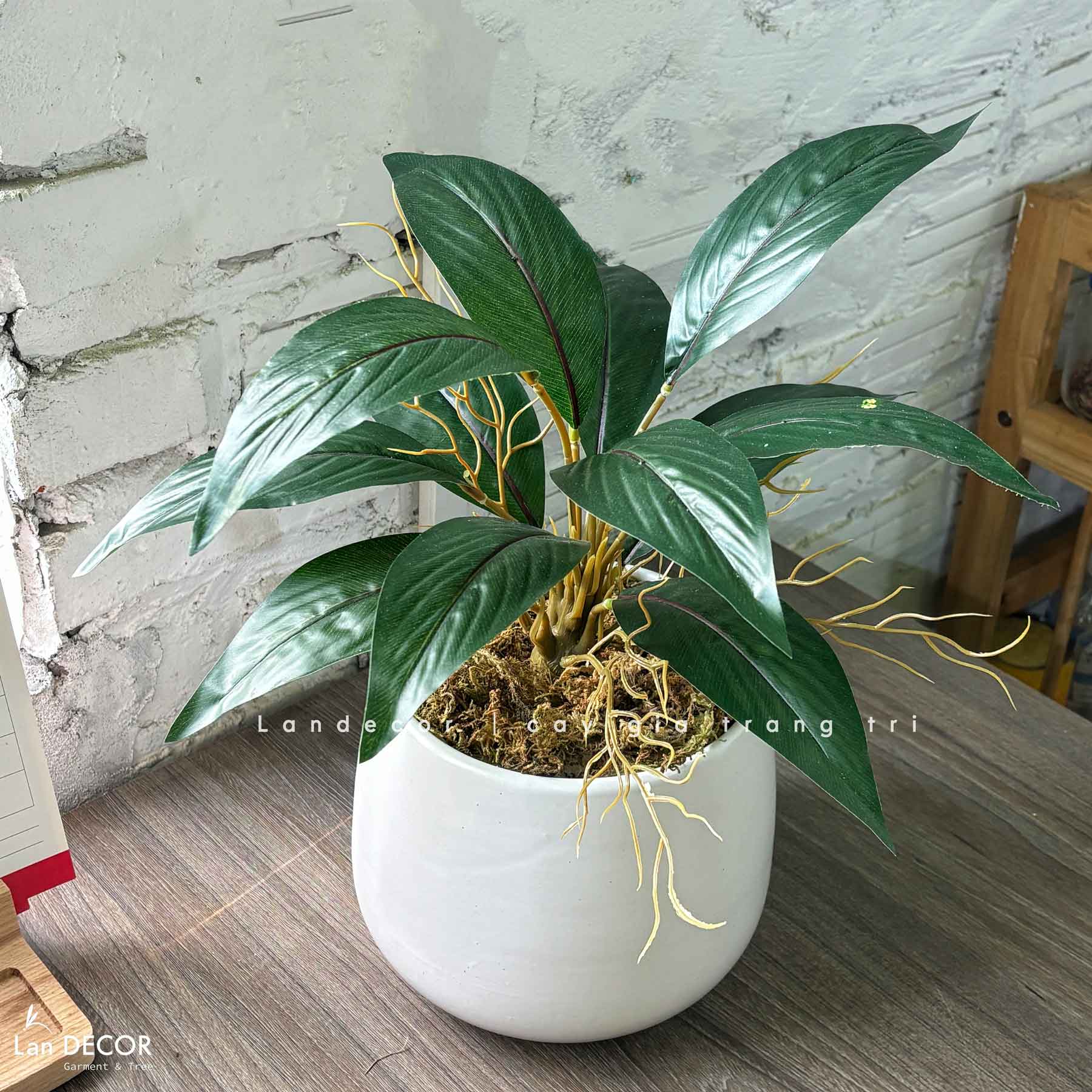 Cây Giả Trang Trí- Chậu Cây Vạn Lộc Giả Để Bàn Trang Trí Không Gian Tạo Điểm Nhấn (45cm) - CC1456