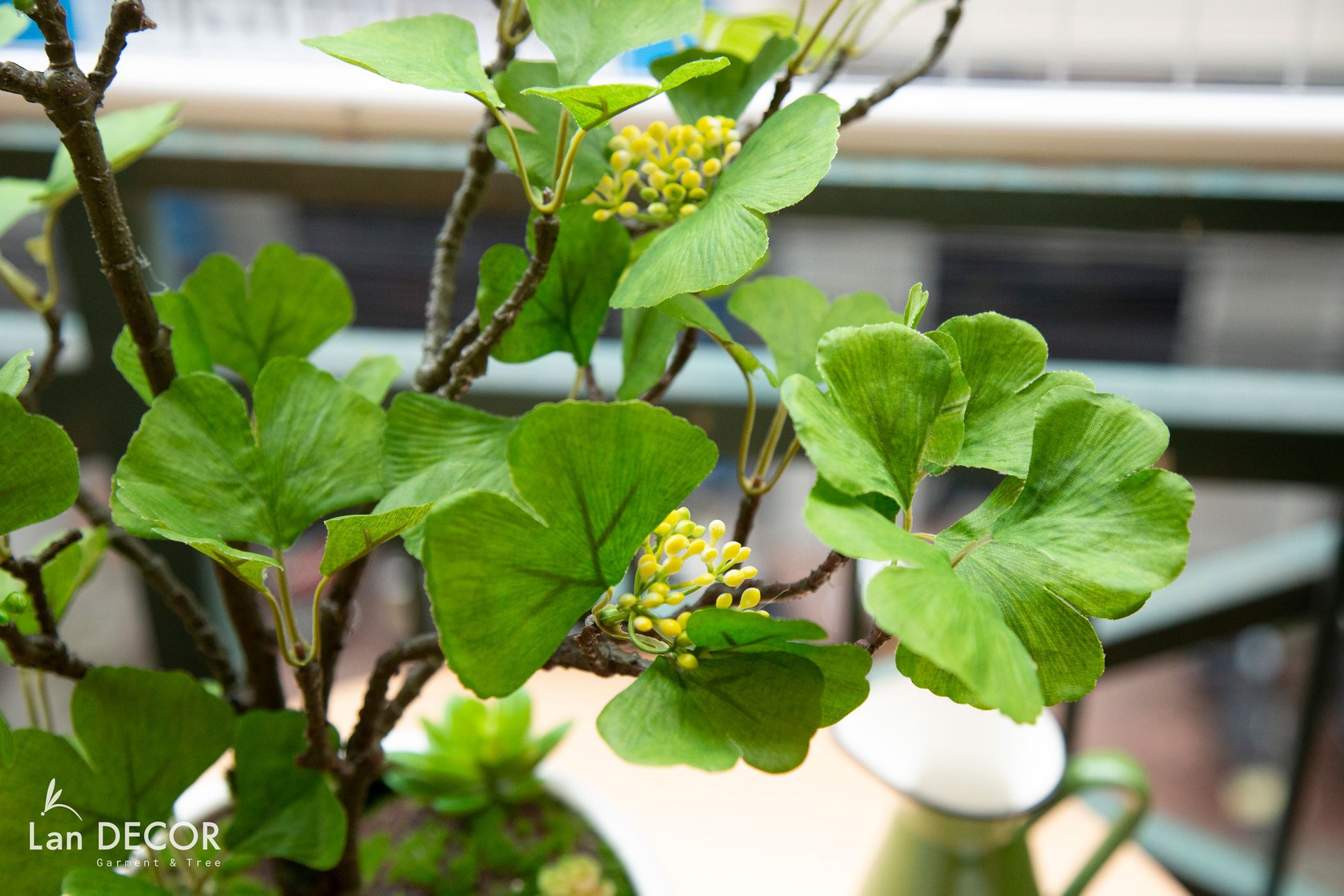 CC051 - Chậu ngân hạnh xanh (nhỏ)