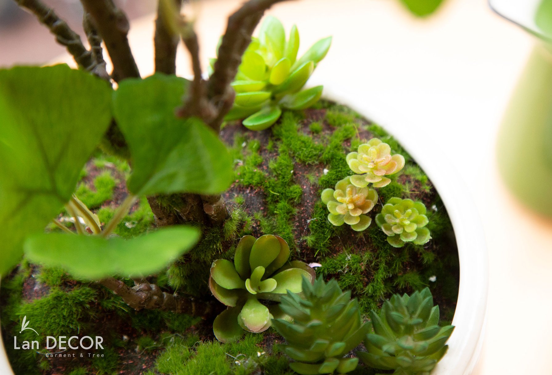 CC051 - Chậu ngân hạnh xanh (nhỏ)