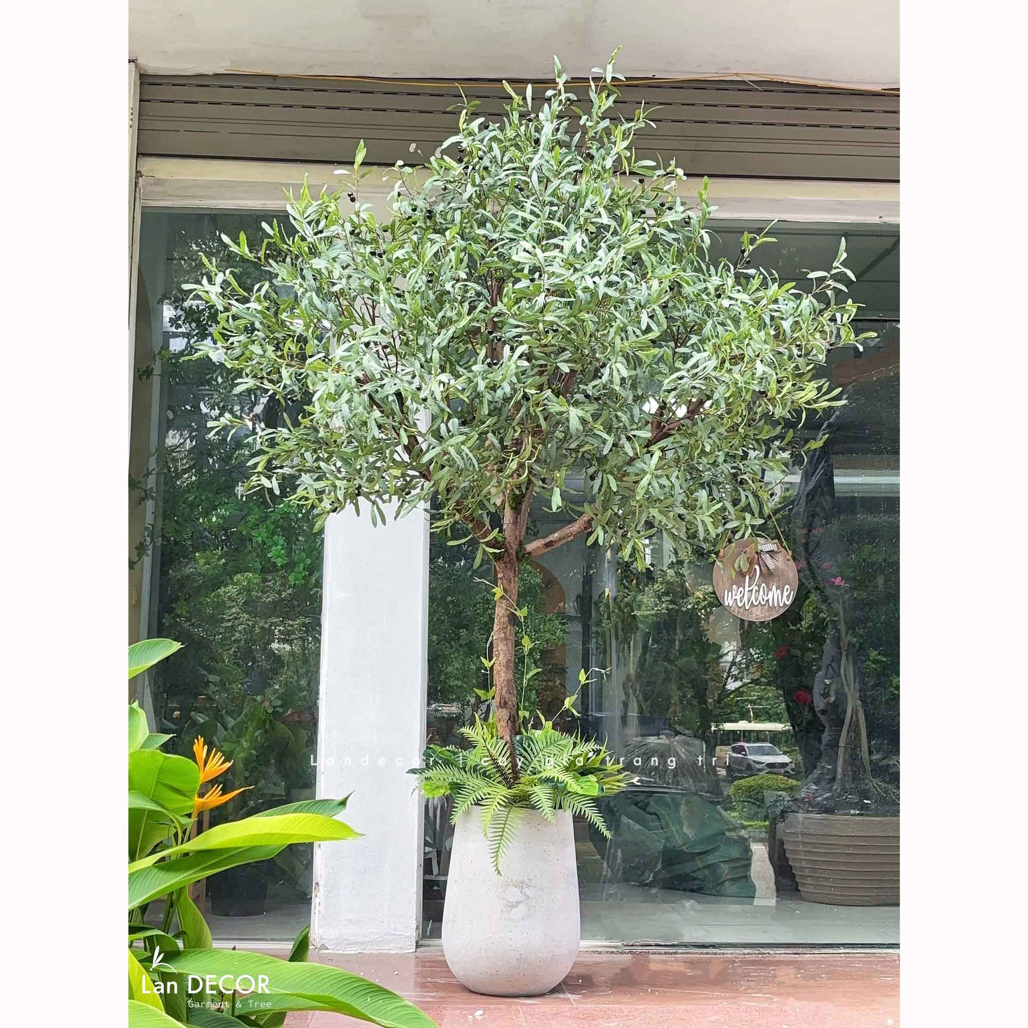 Cây Oliu Giả Trang Trí- Cây Olive Giả Lá Bạc Trang Trí Tiểu Cảnh Văn Phòng- CC1422