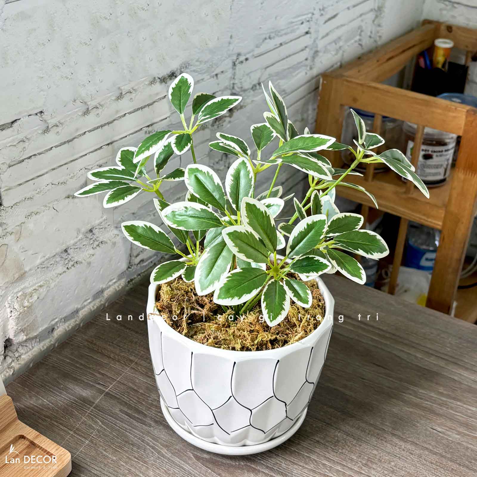 Cây Giả Để Bàn- Chậu Cây Ngũ Da Bì Giả Trang Trí Bàn Làm Việc Xanh (40cm)- CC1474