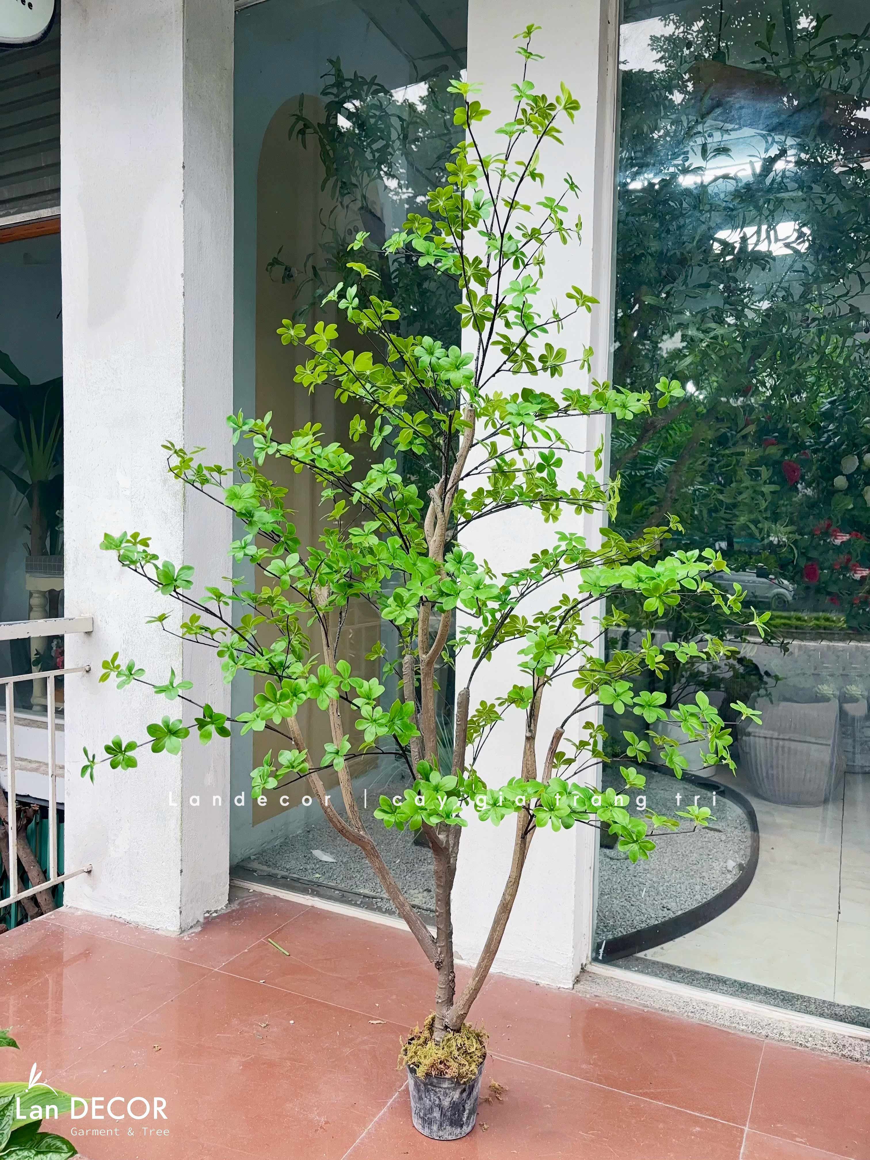 Cây Cảnh Giả- Cây Thạch Nam Giả Trang Trí Tiểu Cảnh  (190cm)- CC1369