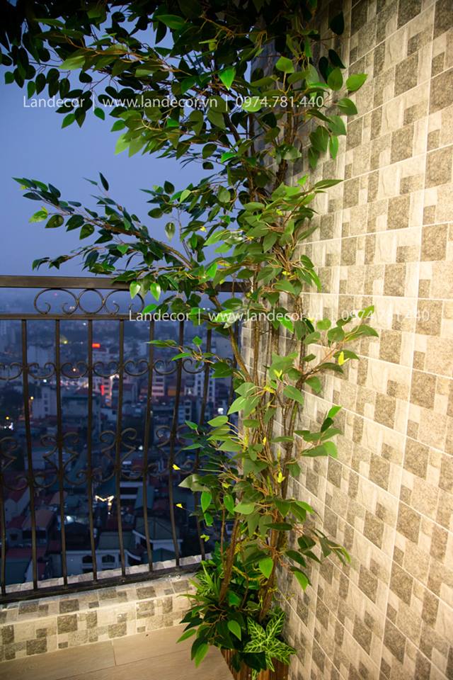 CÂY DÂY LEO TRANG TRÍ BAN CÔNG - TB007