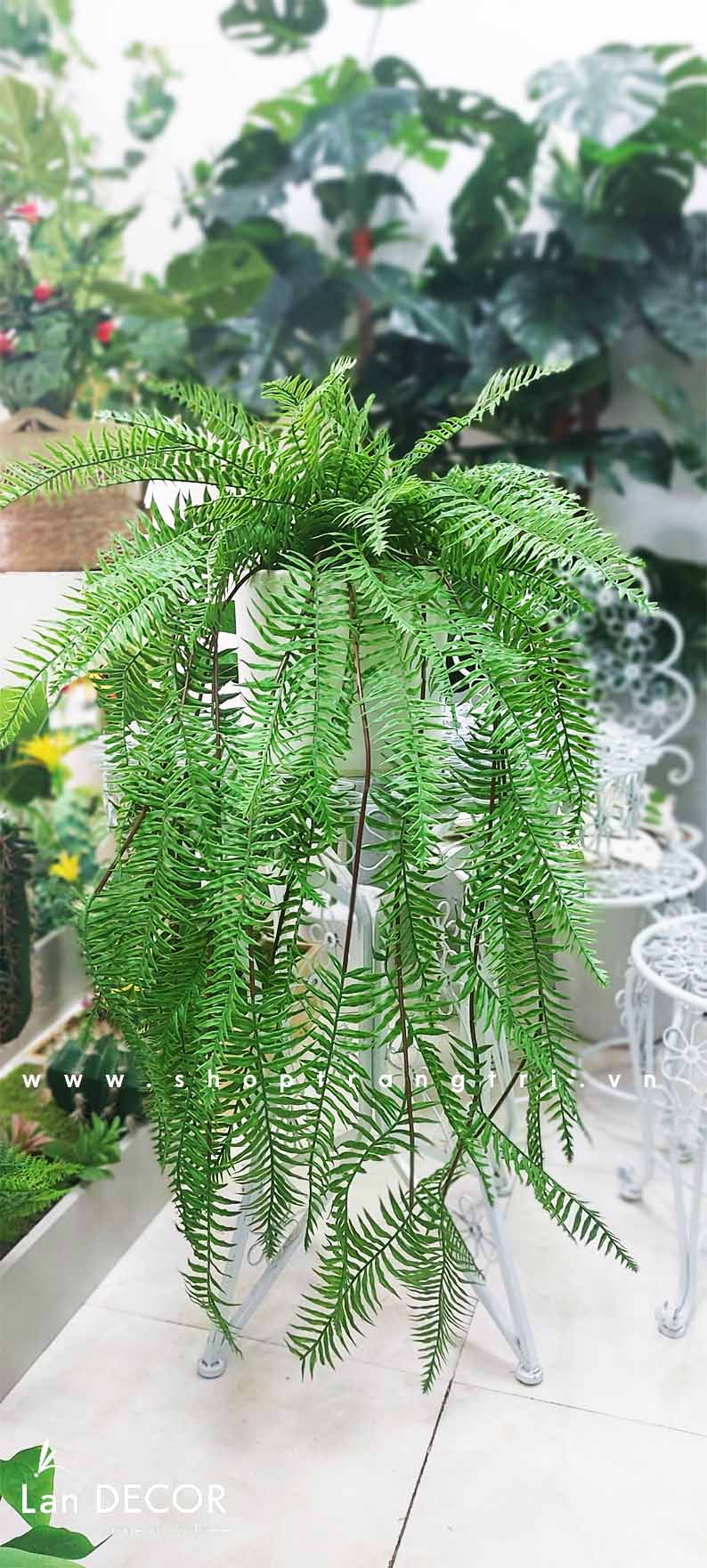 CHẬU DƯƠNG XỈ RỦ ĐỂ BÀN LAN DECOR  - CC662