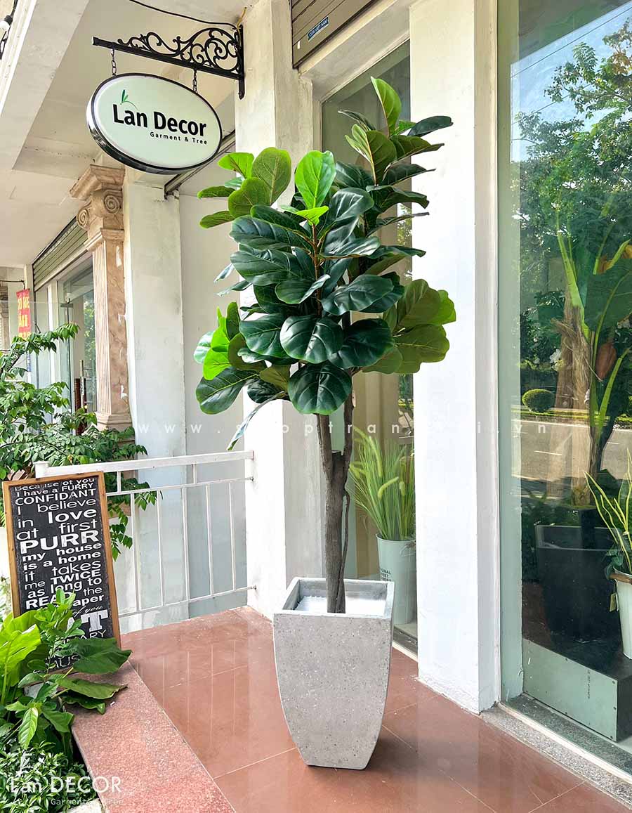 Cây Bàng Singapore cây trang trí Lan Decor (180cm) LC2901