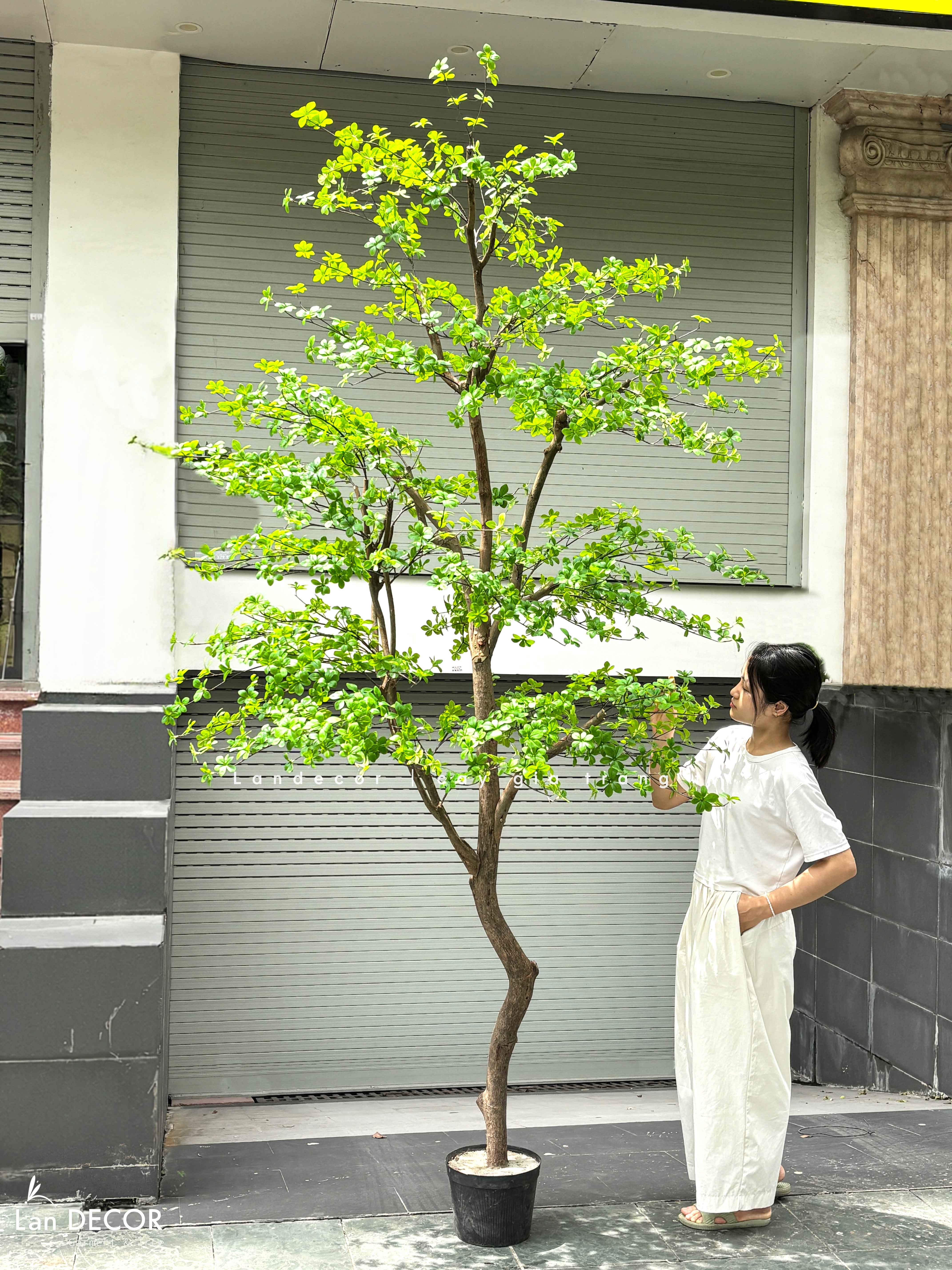 Cây Giả Tiểu Cảnh - Cây Thạch Nam Giả Thiết Kế Giếng Trời, Trang Trí Không Gian Lớn- CC1389
