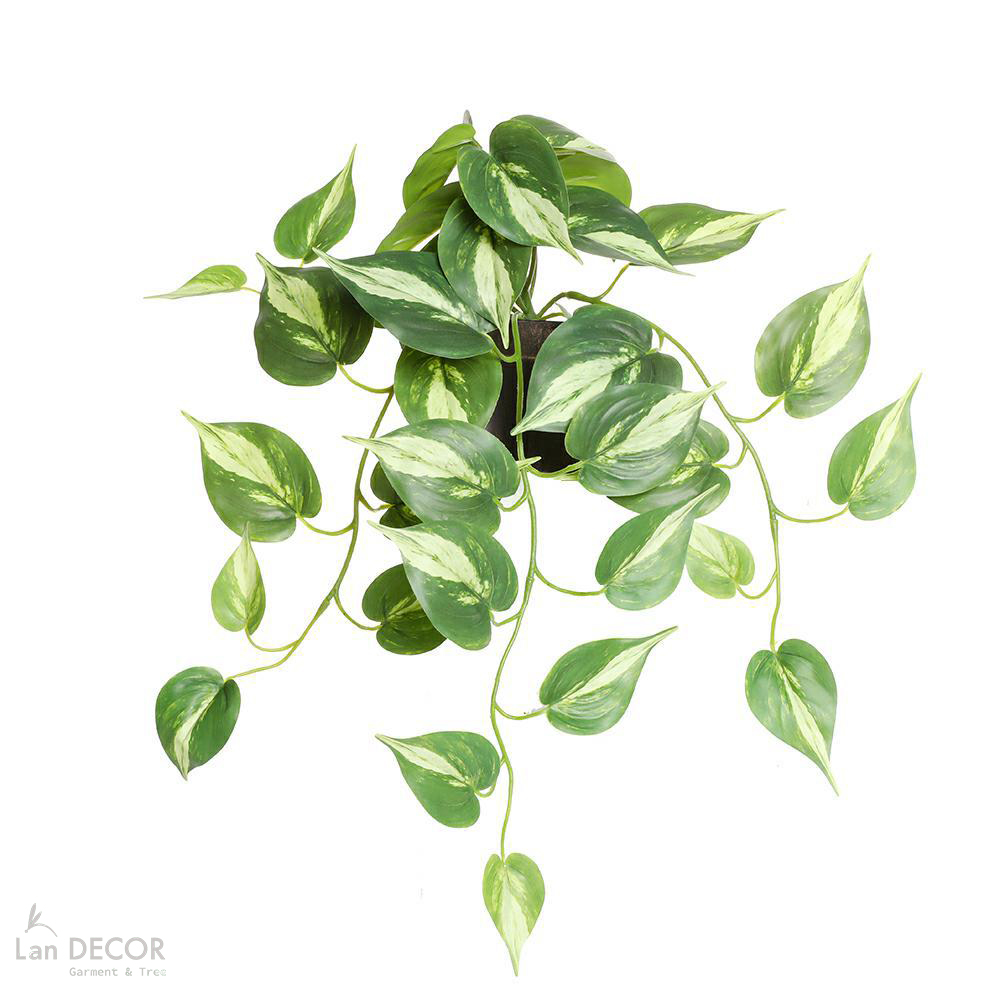Cành Lá Giả Decor- Cành Vạn Niên Thanh Rủ Giá Trang Trí Tiểu Cảnh  (50cm)- HC1419