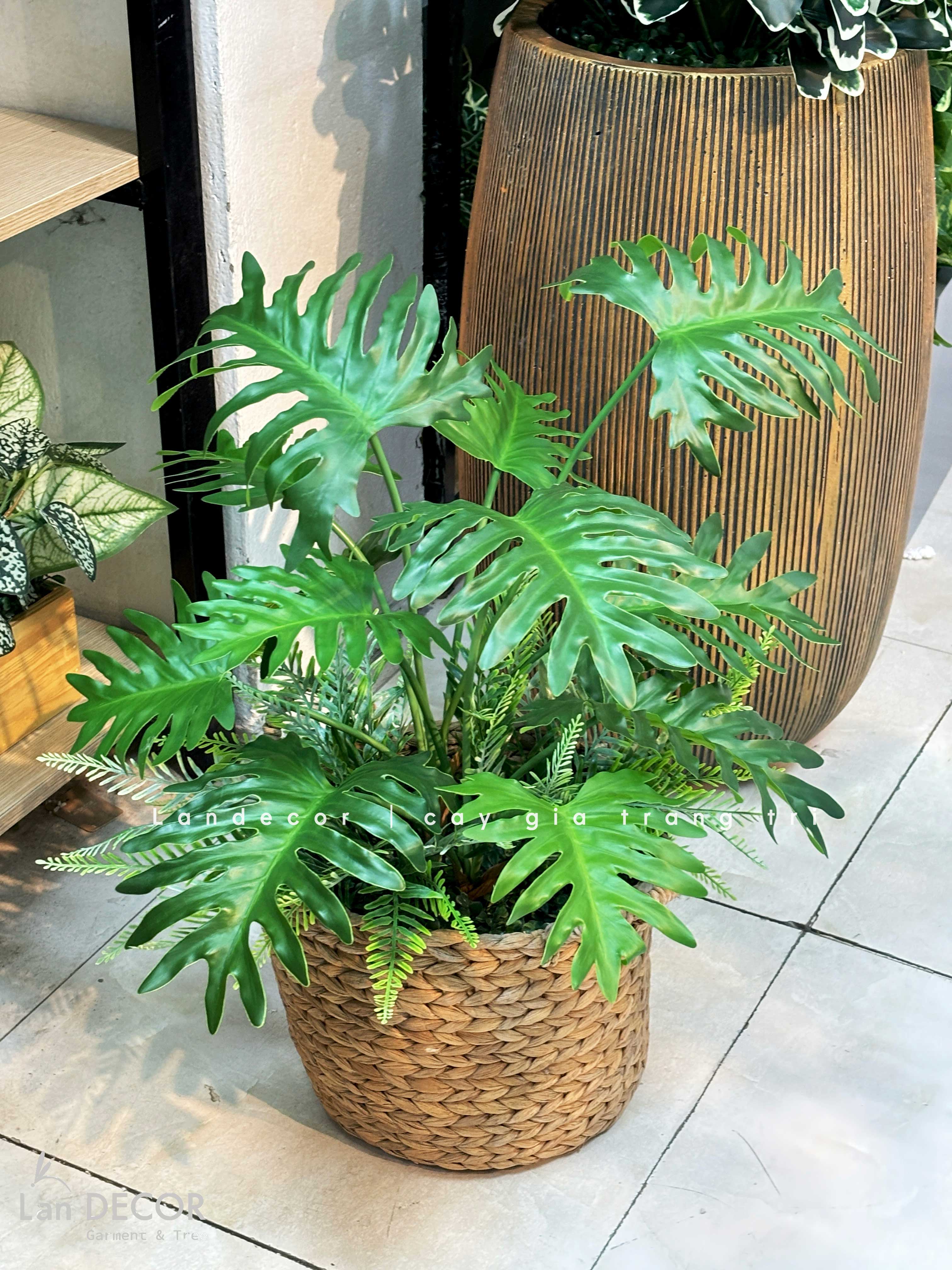 Giỏ Cây Trang Trí - Giỏ Cây Trầu Bà Thanh Xuân Decor Không Gian Xanh Mát (55cm)- CC1346