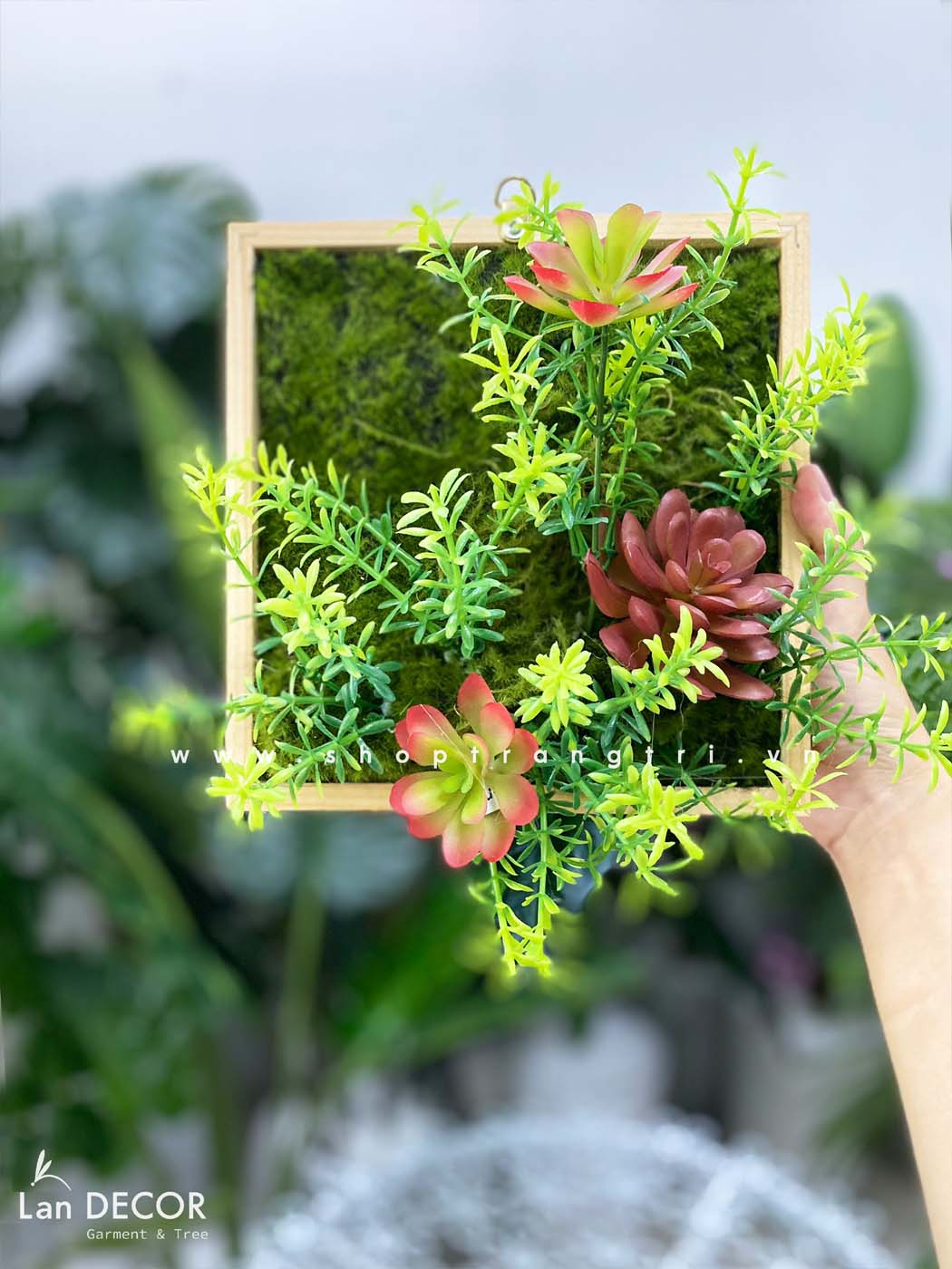 KHUNG TRANH RÊU SEN ĐÁ LAN DECOR - KTR06(20x20) Tổng Kho Sỉ Cây Giả ...