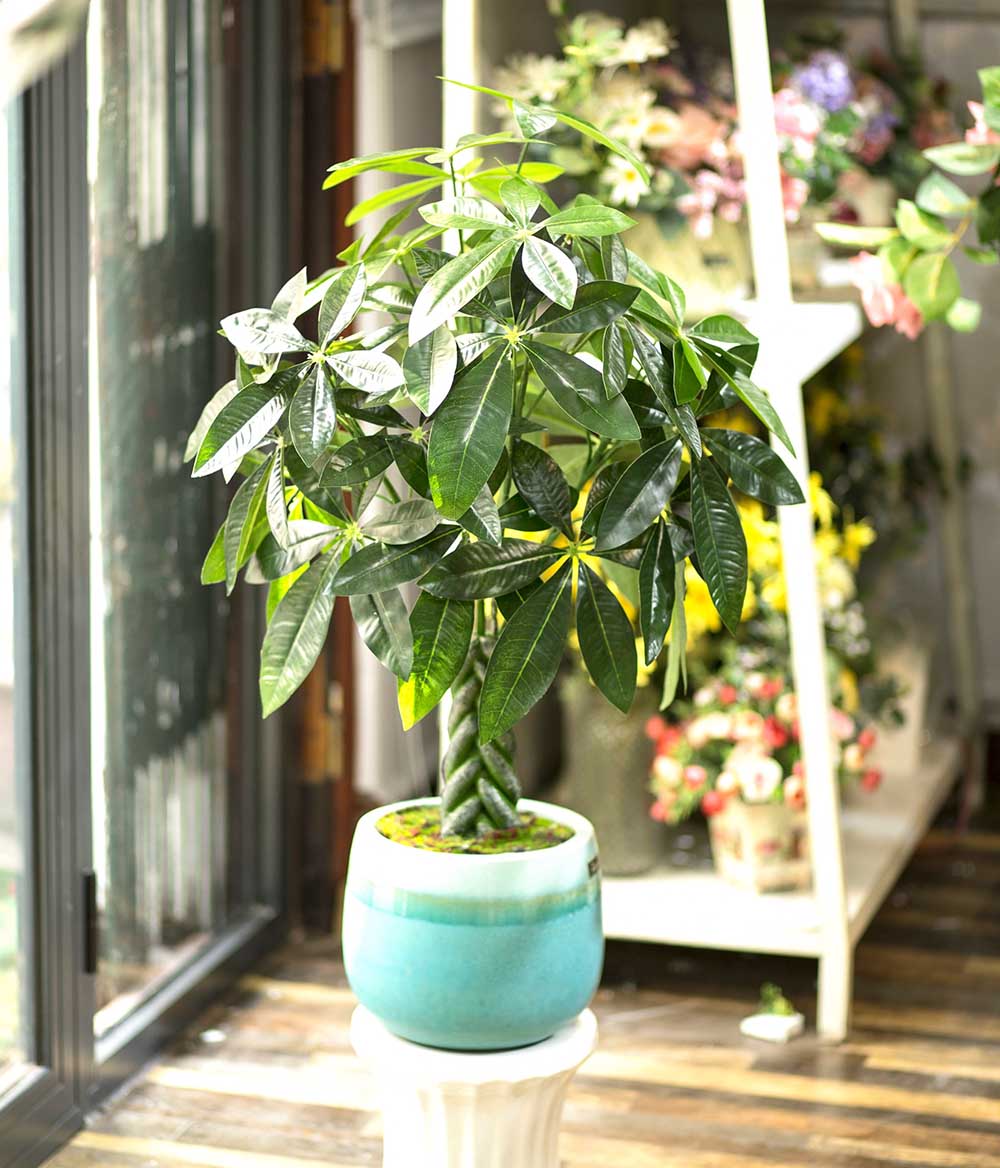 Cây Kim Ngân cây cảnh trang trí nhà đẹp (80cm) - LC1990