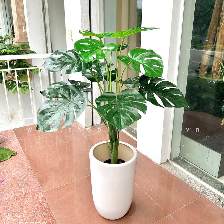 Cây lá rùa trang trí nhà đẹp hiện đại 90cm - LC2475-1