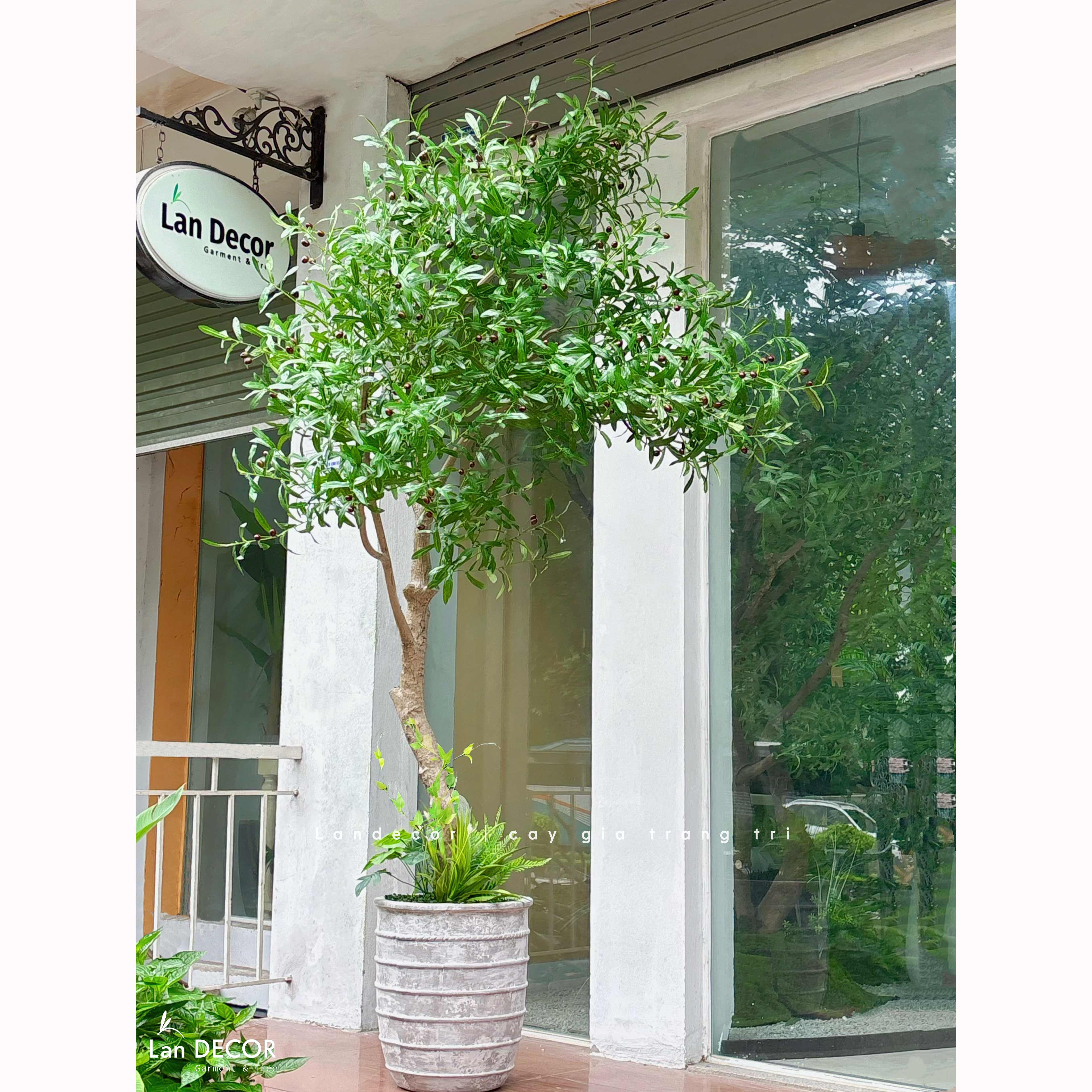 Cây Giả Thiết Kế- Cây Olive Giả Thiết Kế Tiểu Cảnh Xanh (230cm)- CC1357